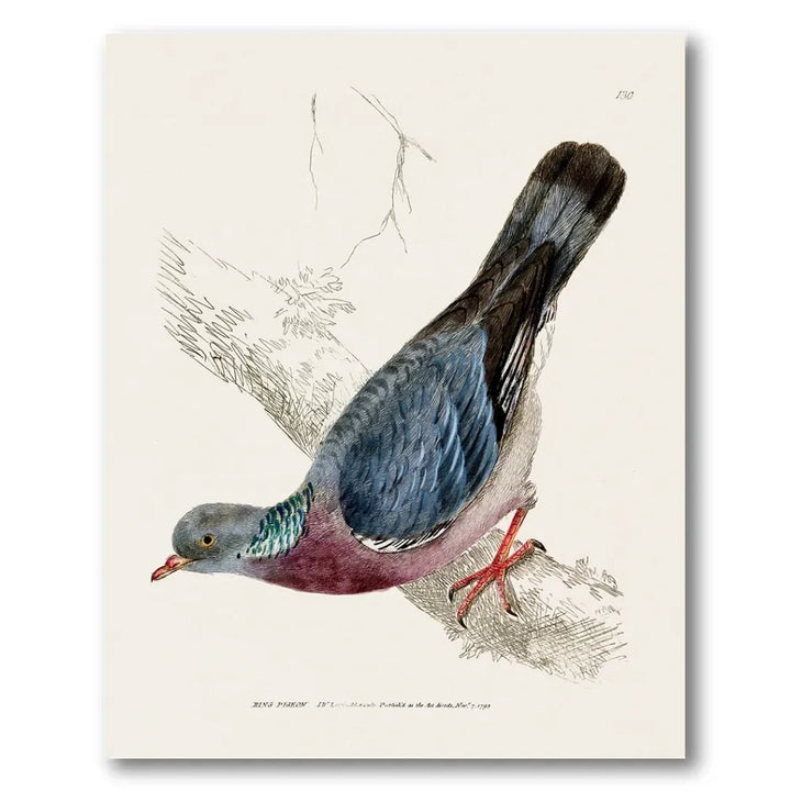 Ring Pigeon Vintage Bird Print