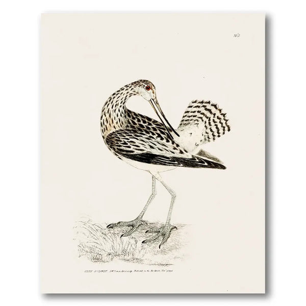 Grey Godwit Vintage Bird Print
