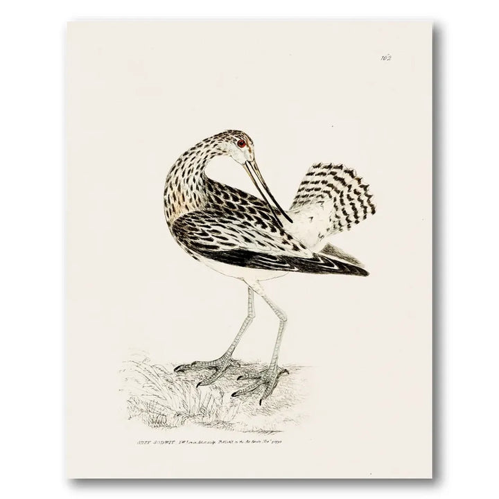 Grey Godwit Vintage Bird Print