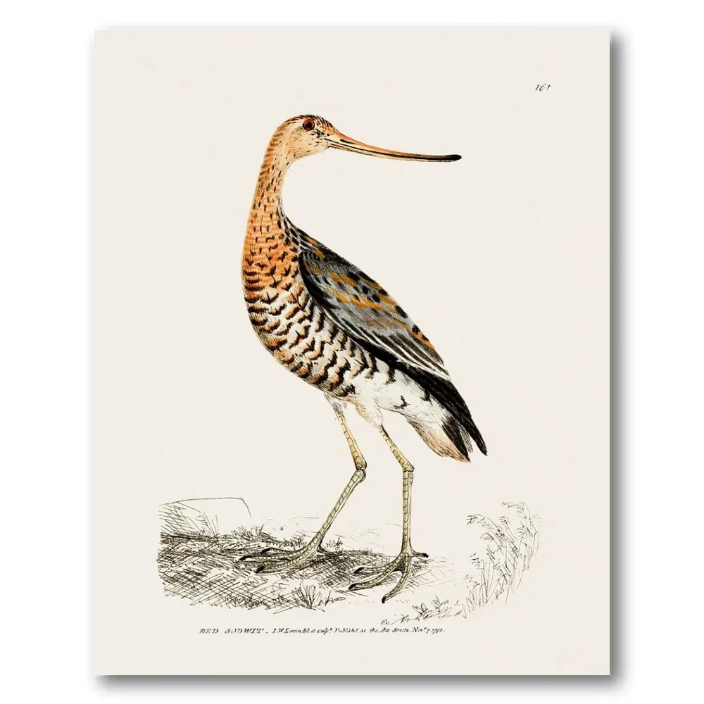 Red Godwit Vintage Bird Print