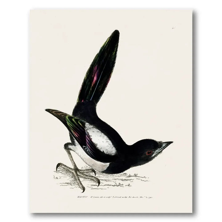 Magpie Vintage Bird Print