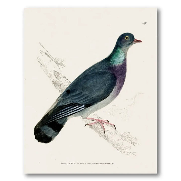 Stock Pigeon Vintage Bird Print