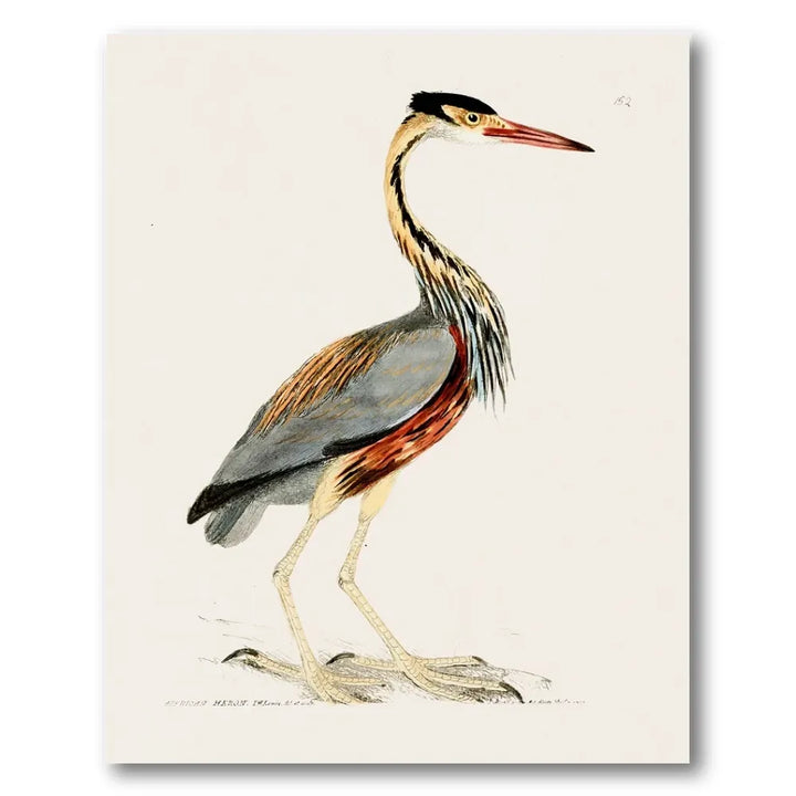 African Heron Vintage Bird Print