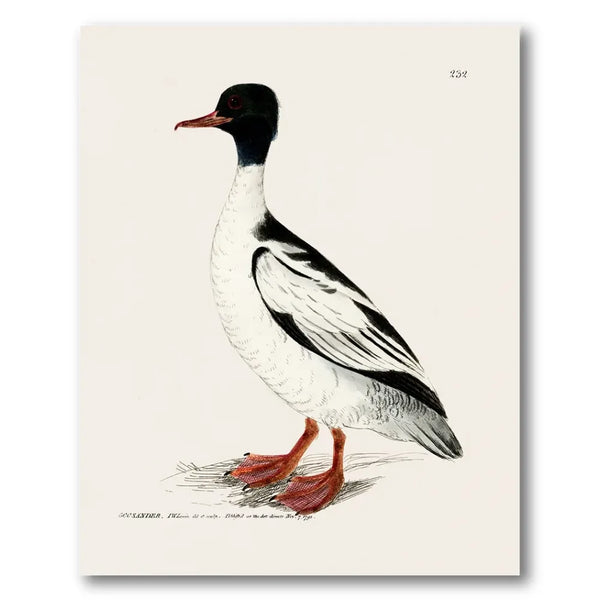 Goosander Vintage Bird Print