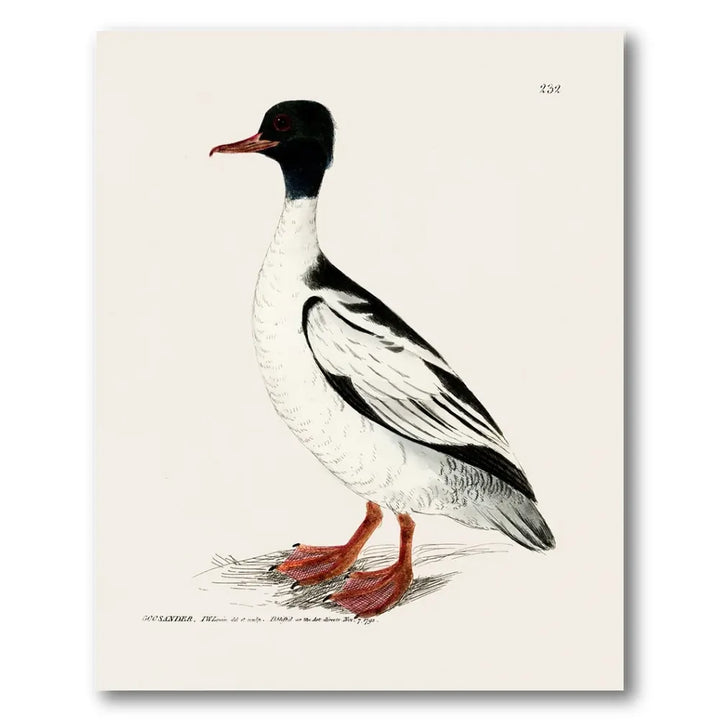 Goosander Vintage Bird Print