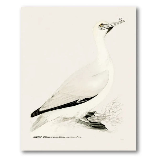 Gannet Vintage Bird Print