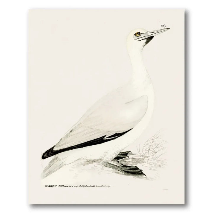 Gannet Vintage Bird Print