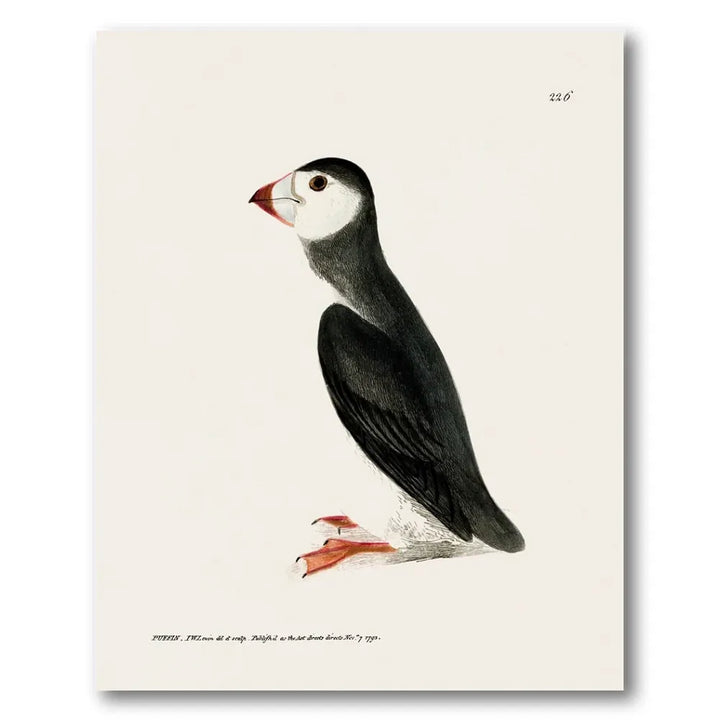 Puffin Vintage Bird Print