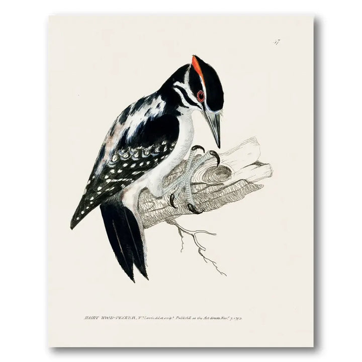 Hairy Woodpecker Vintage Bird Print