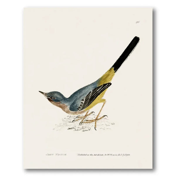 Grey Wagtail Vintage Bird Print