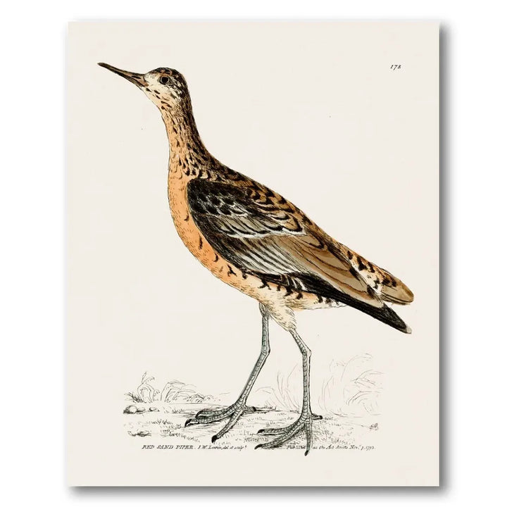 Red Sandpiper Vintage Bird Print