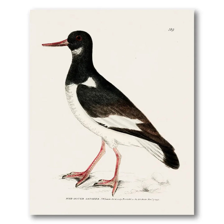 Pied Oystercatcher Vintage Bird Print