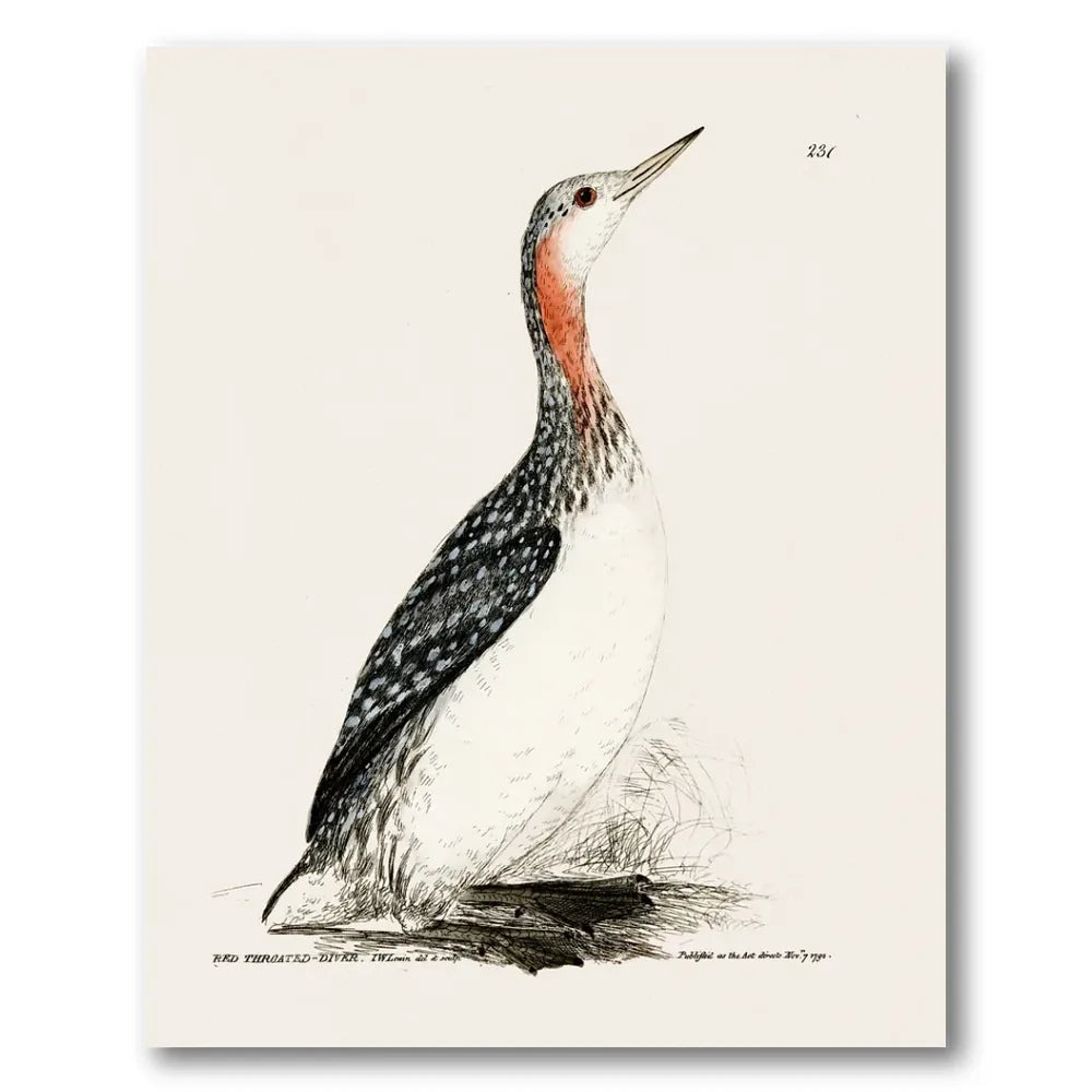 Red-Throated Diver Vintage Bird Print