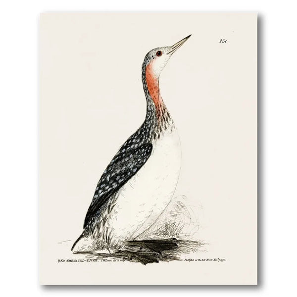 Red-Throated Diver Vintage Bird Print