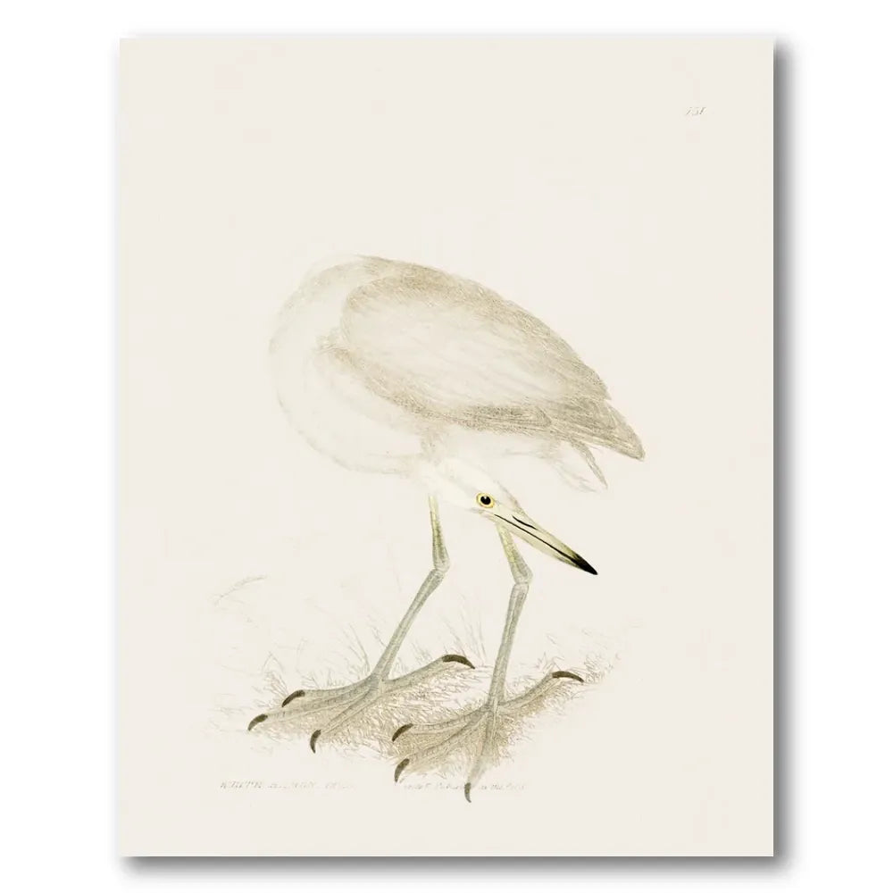 White Heron Vintage Bird Print