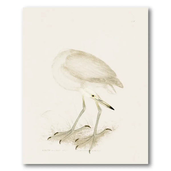 White Heron Vintage Bird Print