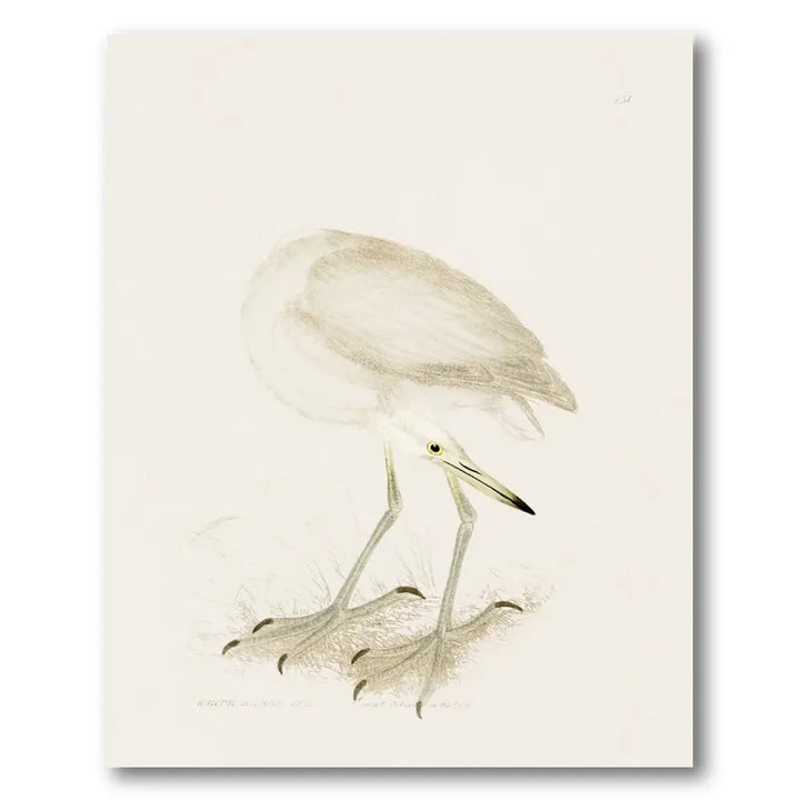 White Heron Vintage Bird Print