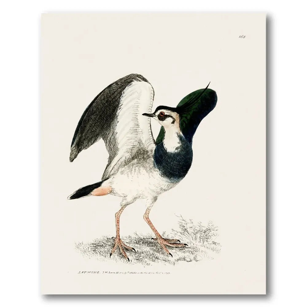 Lapwing Vintage Bird Print