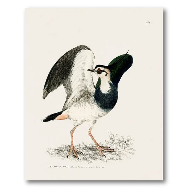 Lapwing Vintage Bird Print