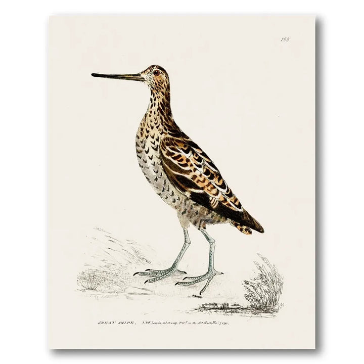 Great Snipe Vintage Bird Print
