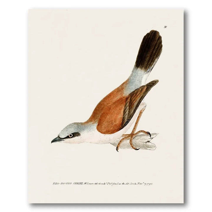 Red-Backed Shrike Vintage Bird Print