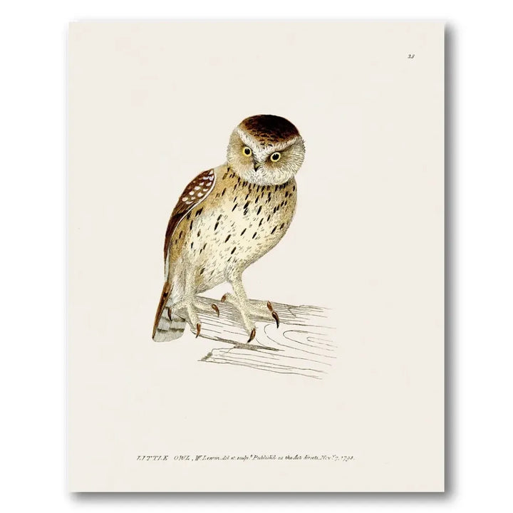 Little Owl Vintage Bird Print