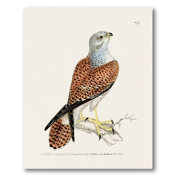 Kestrel Female Vintage Bird Print