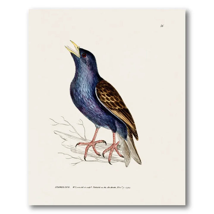 Starling Vintage Bird Print