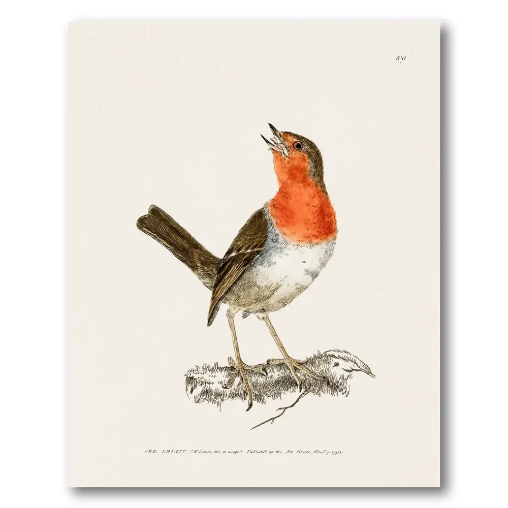 Red Breast Vintage Bird Print
