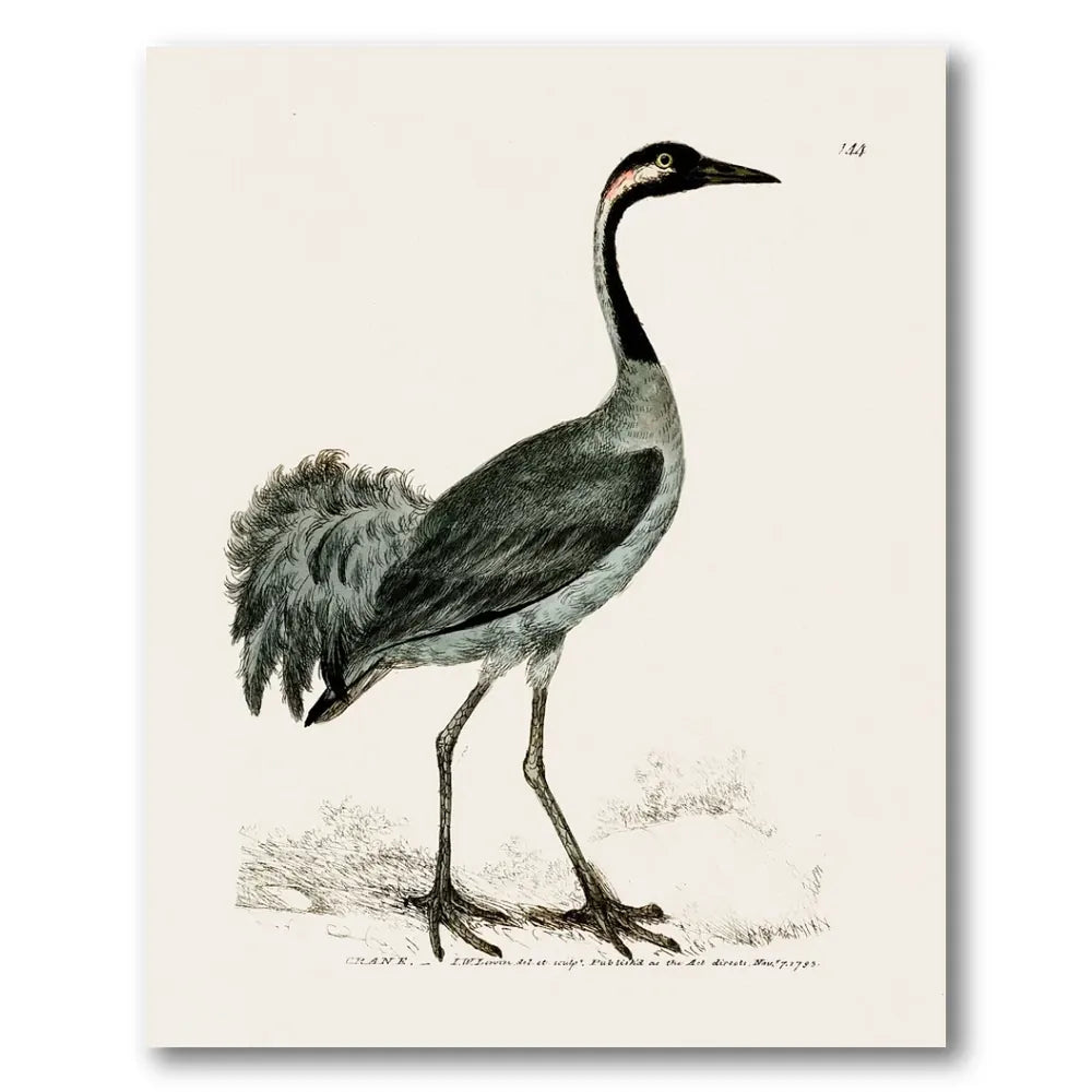 Crane Vintage Bird Print