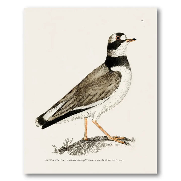 Ringed Plover Vintage Bird Print