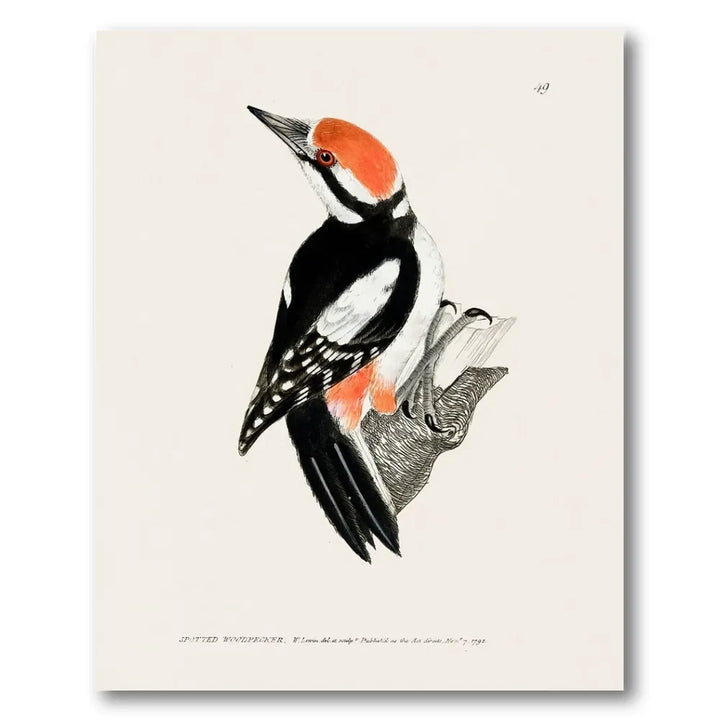 Spotted Woodpecker Vintage Bird Print
