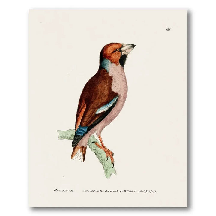 Hawfinch Vintage Bird Print