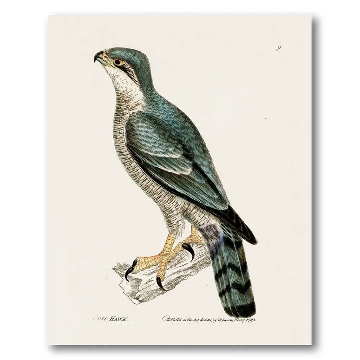Goshawk Vintage Bird Print