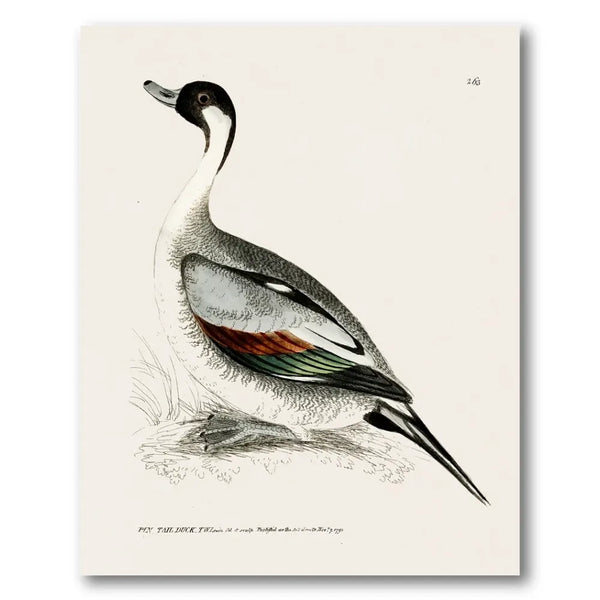 Pintail Duck Vintage Bird Print