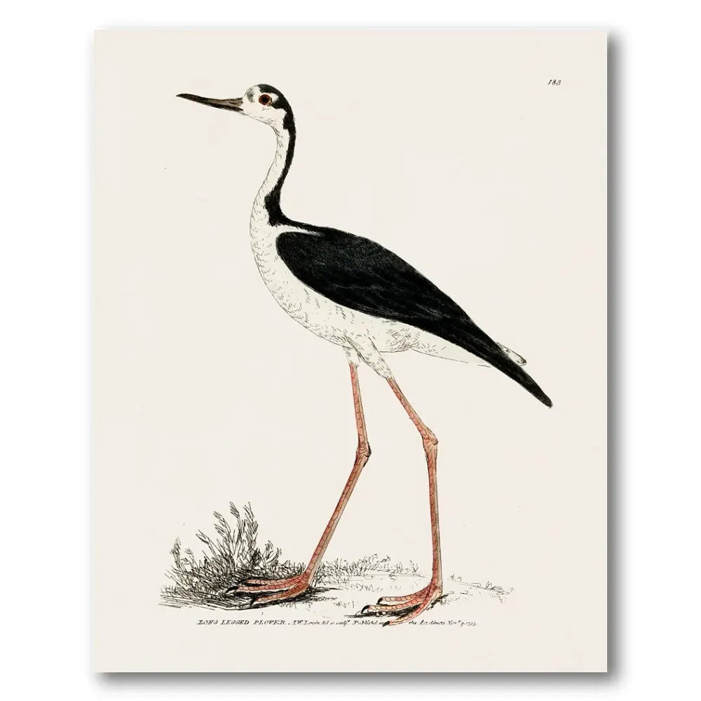 Long-Legged Plover Vintage Bird Print