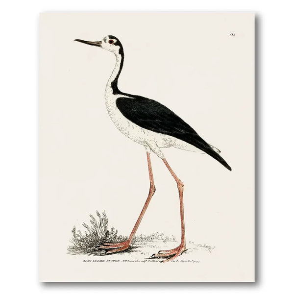 Long-Legged Plover Vintage Bird Print