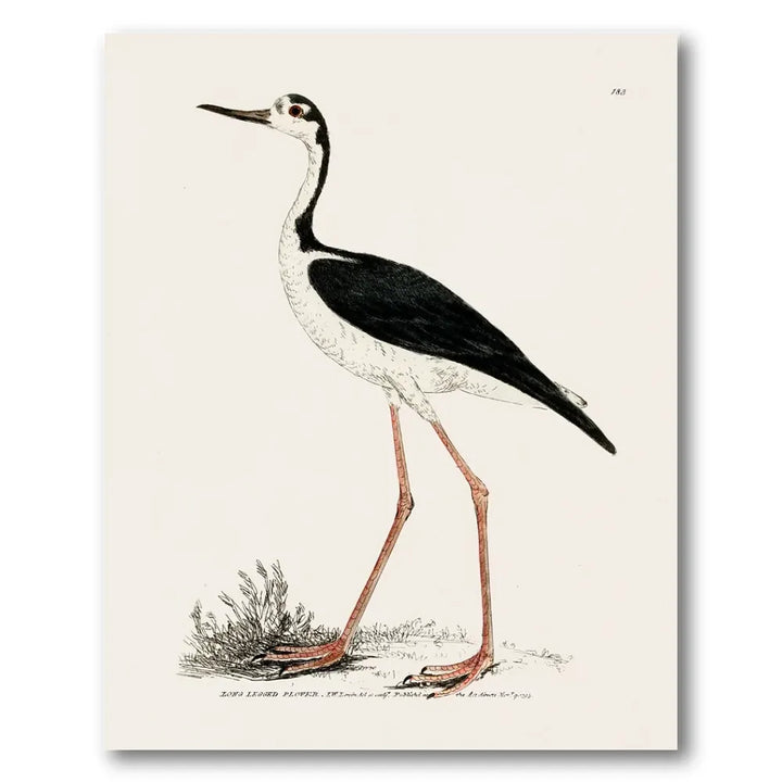 Long-Legged Plover Vintage Bird Print
