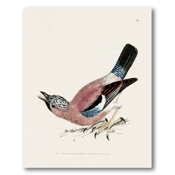 Jay Vintage Bird Print