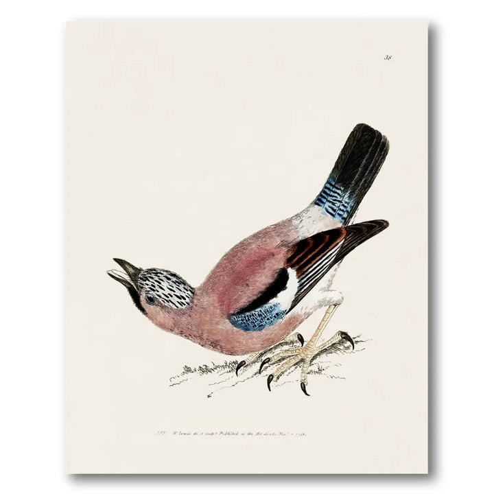 Jay Vintage Bird Print