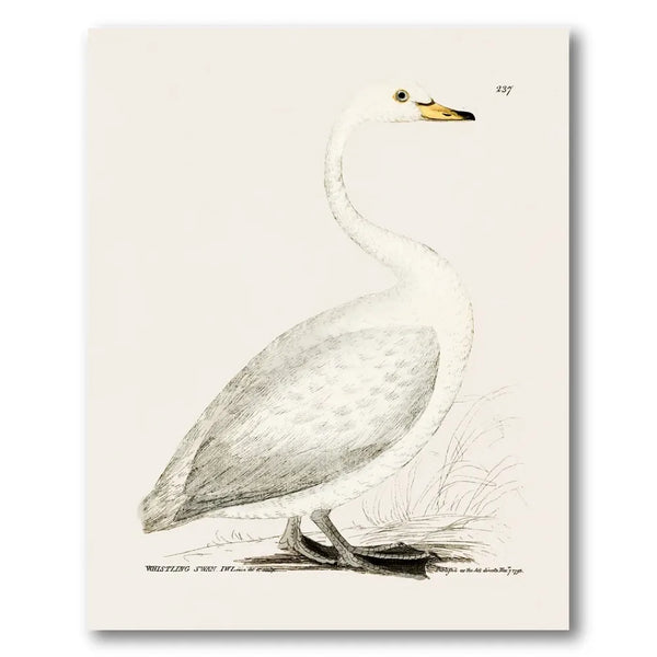 Whistling Swan Vintage Bird Print