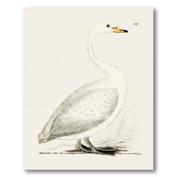 Whistling Swan Vintage Bird Print