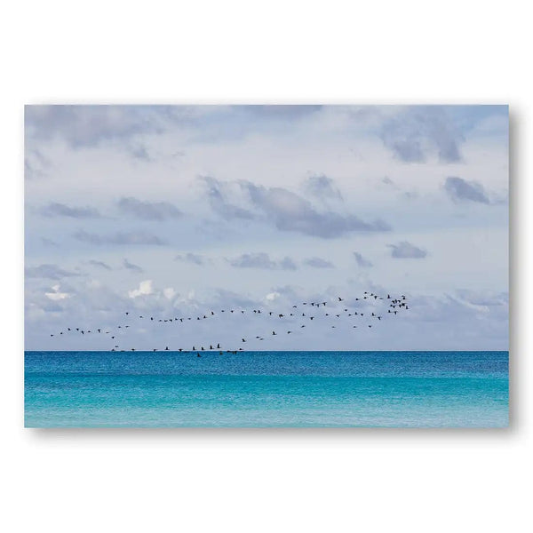 Coastal Avian Grace Photography Print