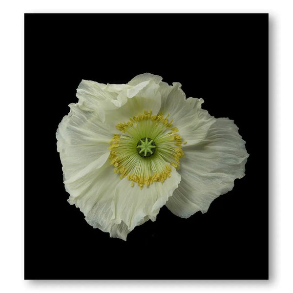 Poppy Photo Print