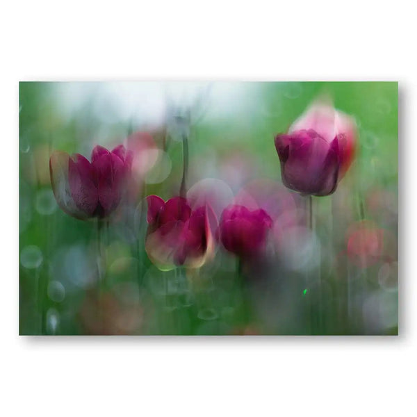 Tulip in Abstract Form Photo Print by YoungIl Kim