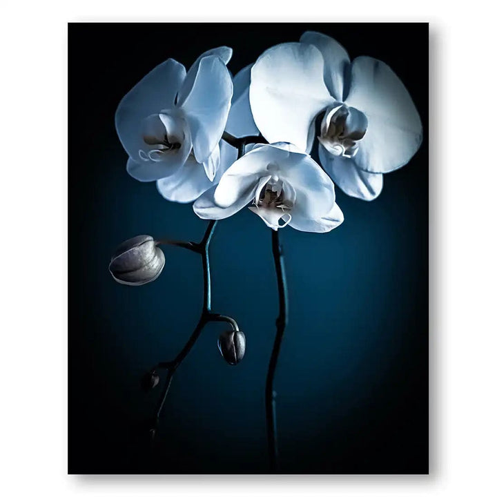 Orchid No. 2 Photo Print