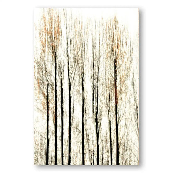 Whispering Aspens Photo Print