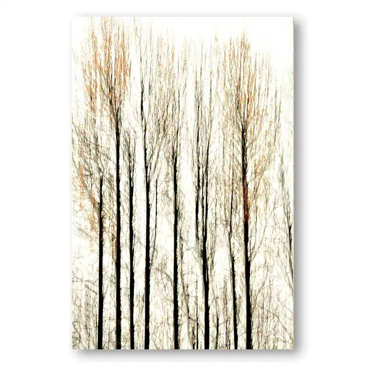 Whispering Aspens Photo Print