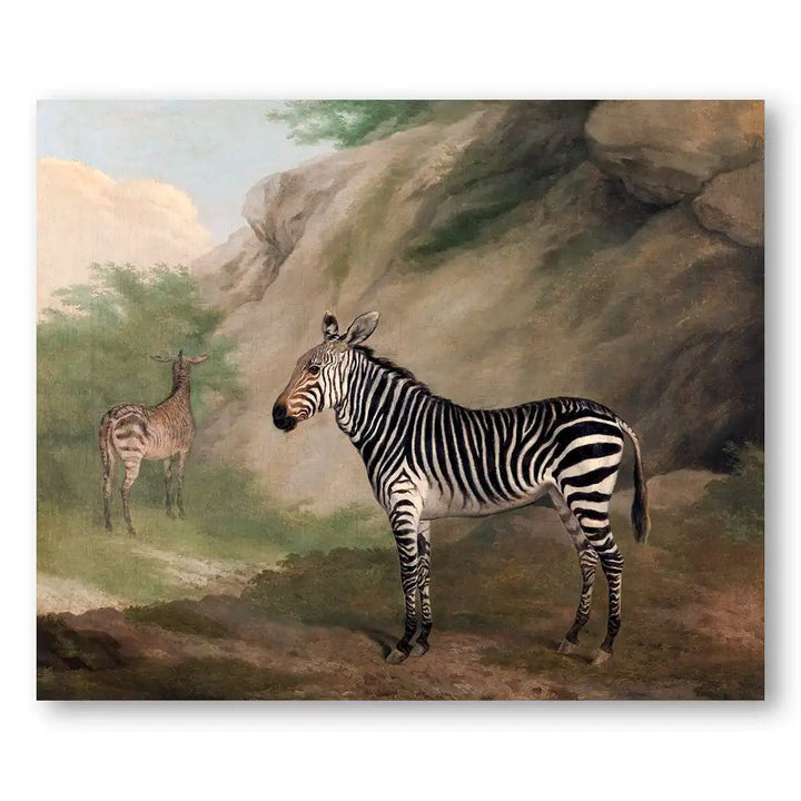 2 Zebras Vintage Animal Art Print