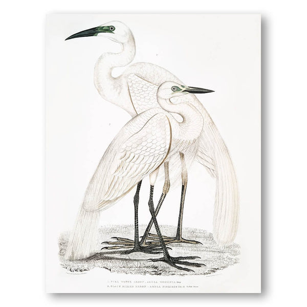 2 Herons Vintage Bird Art Print